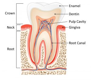 dentist endodontics